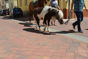  Im Gegensatz zum bisherigen Asphaltbelag fügen sich die Steine im Farbton weinlaub sehr harmonisch in das Umfeld ein und bilden eine Einheit mit den Fassaden der Häuser. Nicht nur Mensch – auch Tier fühlt sich hier wohl. 