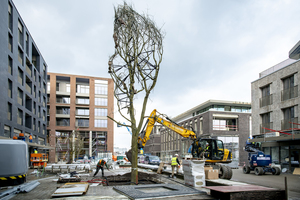  Der Stadtbaum erhält durch den Einsatz des  TreeTanks eine schützende Wachstumszone. 