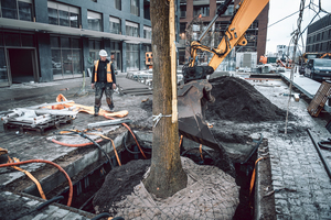  Versiegelte Flächen verringern die Wasser- und Nährstoffzufuhr des Stadtbaums. Der TreeTank trägt dazu bei, dass die Wurzeln von der Oberfläche in die Tiefe gelenkt werden. 