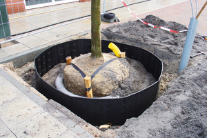  In unmittelbarer Nähe zum Ballen lenken die TRG-Platten Baumwurzeln sicher in die Tiefe. 