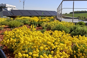  Wie in einem Garten sind bei den Dachbegrünungen sämtliche Bepflanzungen denkbar: von Rasenflächen und Sträuchern bis hin zu Blumenwiesen. 