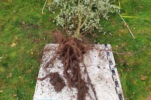  Stadtbäume sorgen für bessere Luft und ein gesundes Klima. Die Bedingungen, unter denen sie wachsen und überleben müssen, sind jedoch extrem anspruchsvoll.  