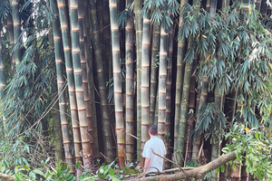  Nachhaltige Naturfasern von schnellwachsenden Pflanzen wie Bambus könnten zur Verstärkung von zementären Werkstoffen eingesetzt werden und damit die CO2-Bilanz von Bauprodukten verbessern. 