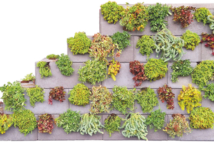  Die Green Wall-Kombi kann über integrierte Auslässe ein- oder zweiseitig bepflanzt werden  