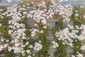 Für die Bepflanzung des Mauersystems eignen sich Pflanzen, die an vertikalen Wandflächen gut gedeihen, wie beispielsweise Sedum  