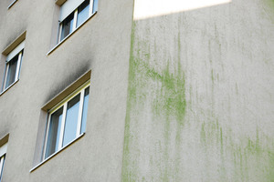  Eine befallene Fassade: links Schimmelpilz, rechts Algen. Verantwortlich dafür ist meist zu viel bzw. schlecht abtrocknende Feuchtigkeit auf der Fassade.  