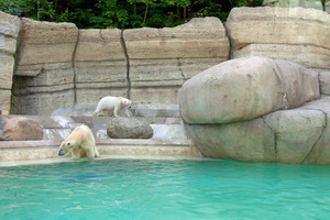  Natürliche Optik aus Beton: Für die Eisbärenanlage im Tierpark Hellabrunn BLG Transportbeton GmbH &amp; Co. KG, München, eine Beteiligung der Heidelberger Beton GmbH Stampfbeton und Leichtbeton 