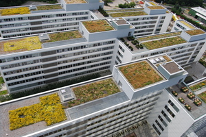  Begrünte Dächer als natürliche Regenrückhaltebecken in dicht besiedelten Städten. 