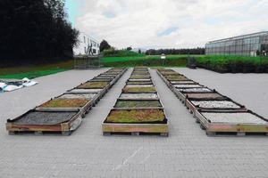  Freilandversuche zur Eignung von Mauerwerk-Recycling-Material für Dachbegrünungen an der Fachhochschule Erfurt 